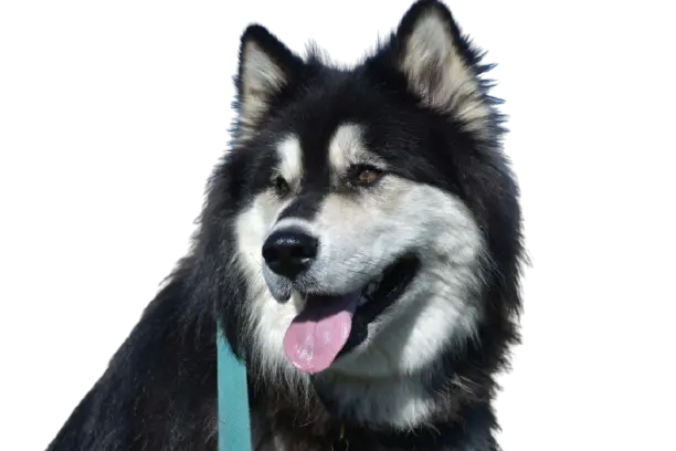 Husky dog looking forward