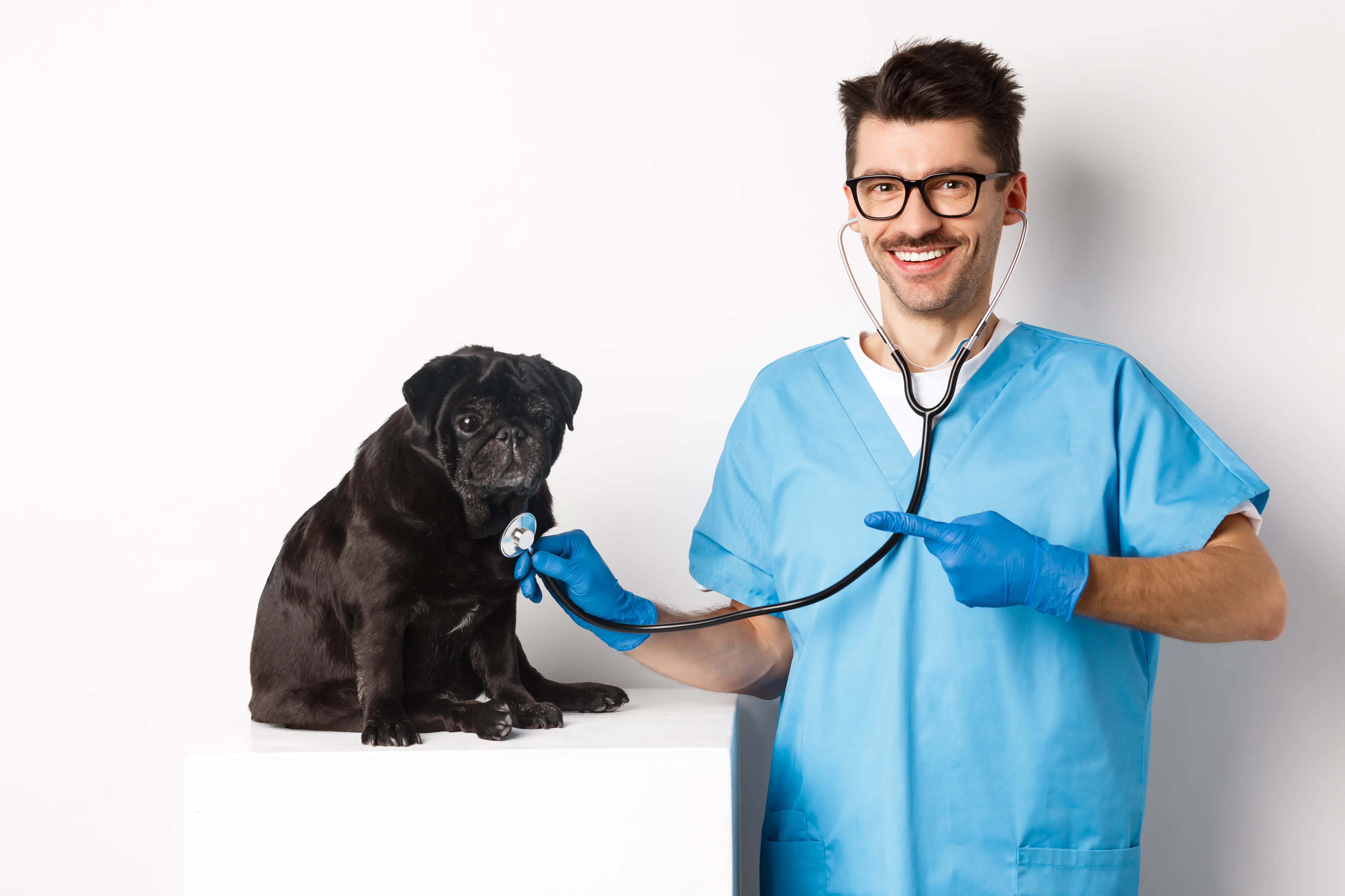 Doctor checking a pug dog