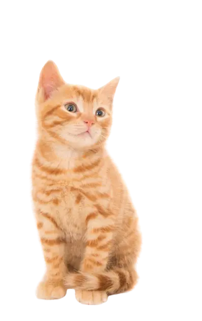 Ginger kitten sitting and looking right
