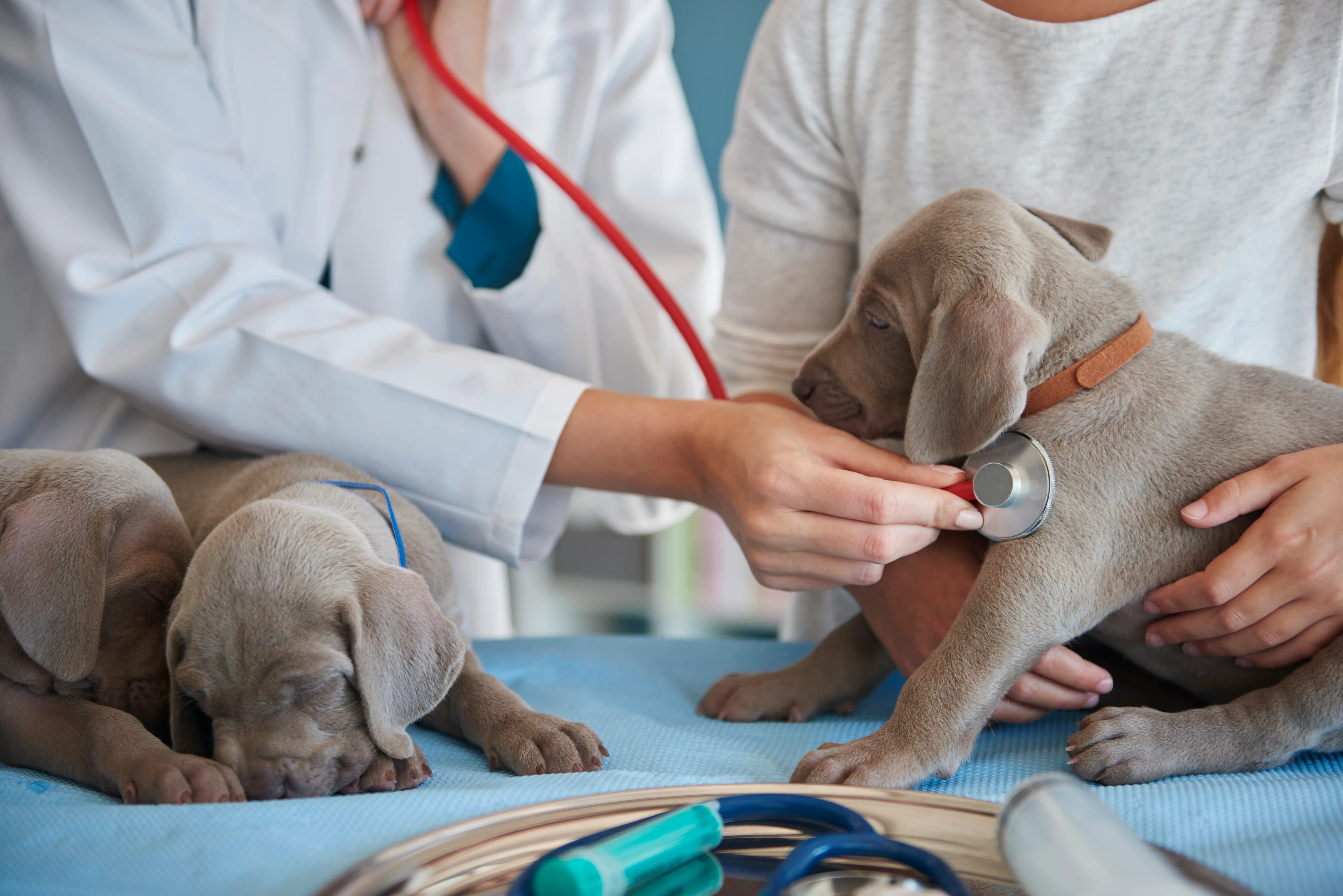 Doctor doing routine examination